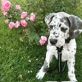 Great dane puppies for adoption (fordellis2@gmail.com) Image eClassifieds4u