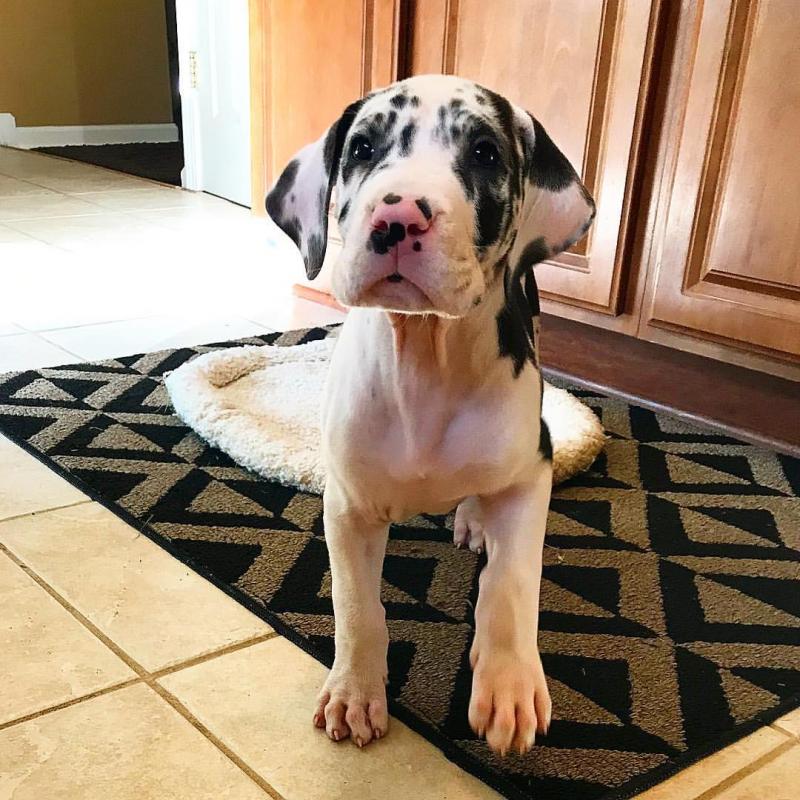 Great dane puppies for adoption (fordellis2@gmail.com) Image eClassifieds4u