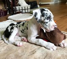 Great dane puppies for adoption EMAIL: fordellis2@gmail.com Image eClassifieds4u 2