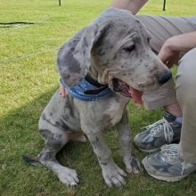 Great dane puppies for adoption (fordellis2@gmail.com) Image eClassifieds4U