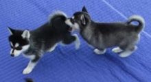2 Playful Siberian Husky puppies
