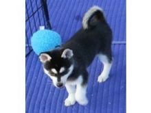 Affectionate Siberian Husky Puppy Available