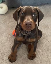 Doberman Pinscher Puppies Available For Good Homes, (fordellis2@gmail.com)