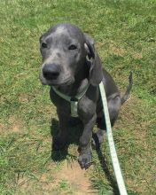 Great dane puppies for adoption (fordellis2@gmail.com)