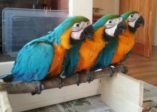 Lovely Macaws Parrots now available for adoption