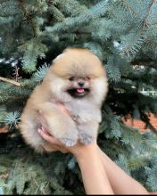 Pomeranian puppies available for adoption EMAIL: fordellis2@gmail.com