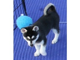 Affectionate Siberian Husky Puppy Available Image eClassifieds4u
