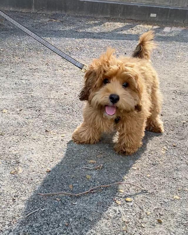 Cavapoo puppies available for good homes EMAIL: fordellis2@gmail.com Image eClassifieds4u