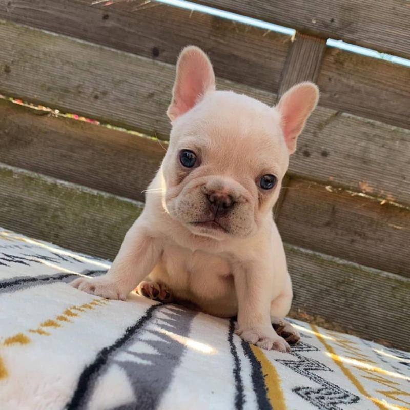 English bulldog puppies for re homing to interested homes. EMAIL: ricecarrut@gmail.com Image eClassifieds4u
