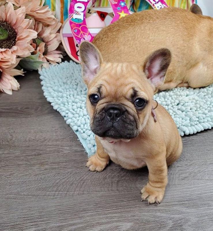 French bull dog puppies for good re homing to interested homes. EMAIL: ricecarrut@gmail.com Image eClassifieds4u