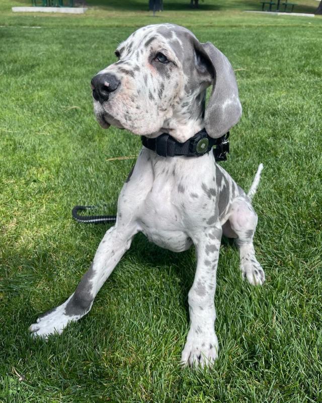 Great dane puppies for adoption (fordellis2@gmail.com) Image eClassifieds4u