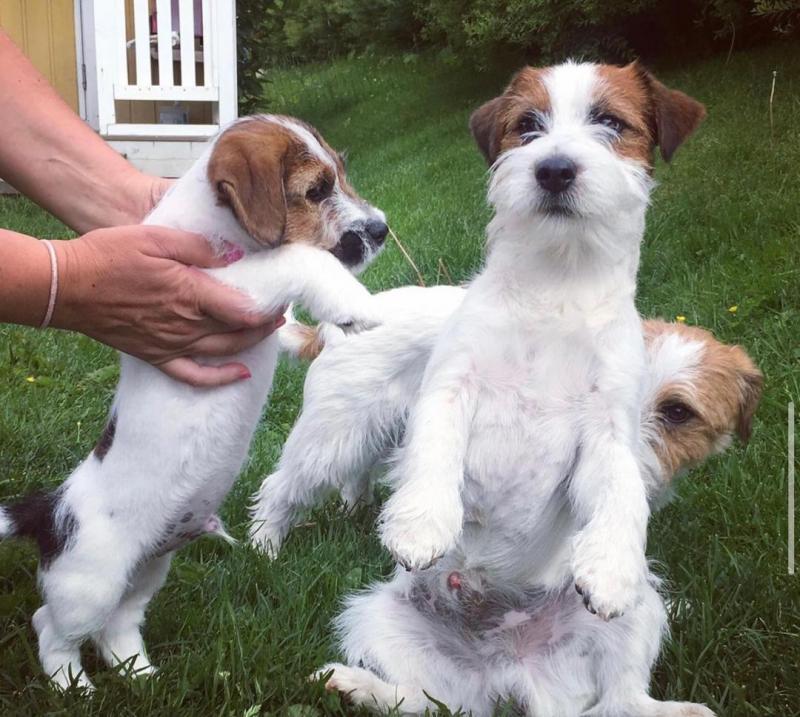 Jack Russell puppies available in good health condition for new homes EMAIL: fordellis2@gmail.com Image eClassifieds4u