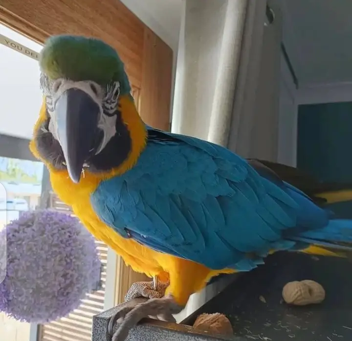 Lovely Macaws Parrots now available for adoption Image eClassifieds4u