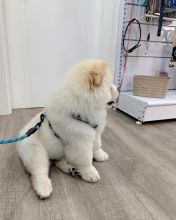 Chow Chow Image eClassifieds4u 3