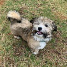 Havanese puppies ready for their new homes EMAIL: fordellis2@gmail.com Image eClassifieds4u 1