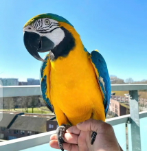 Lovely Macaws Parrots now available for adoption Image eClassifieds4u 2