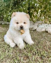 Chow Chow puppiesThey are very healthy, very playful. EMAIL: ricecarrut@gmail.com Image eClassifieds4u 2