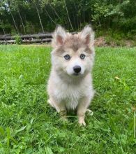 Pomsky male and female puppies for adoption (fordellis2@gmail.com) Image eClassifieds4u 2