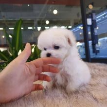 Shih Tzu puppies available in good health condition for new homes EMAIL: ricecarrut@gmail.com Image eClassifieds4u 2