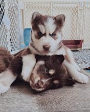 Siberian Husky puppies available in good health condition for new homes EMAIL: ricecarrut@gmail.com Image eClassifieds4u 2