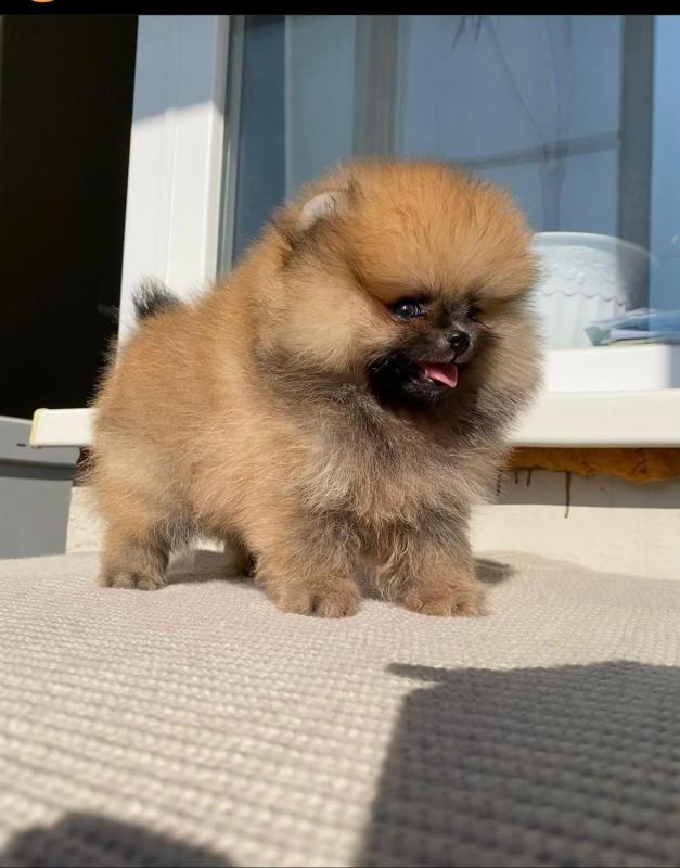 Pomeranian puppies available in good health condition for new homes (fordellis2@gmail.com) Image eClassifieds4u