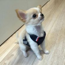 Chihuahua Puppies Available for adoption EMAIL: fordellis2@gmail.com