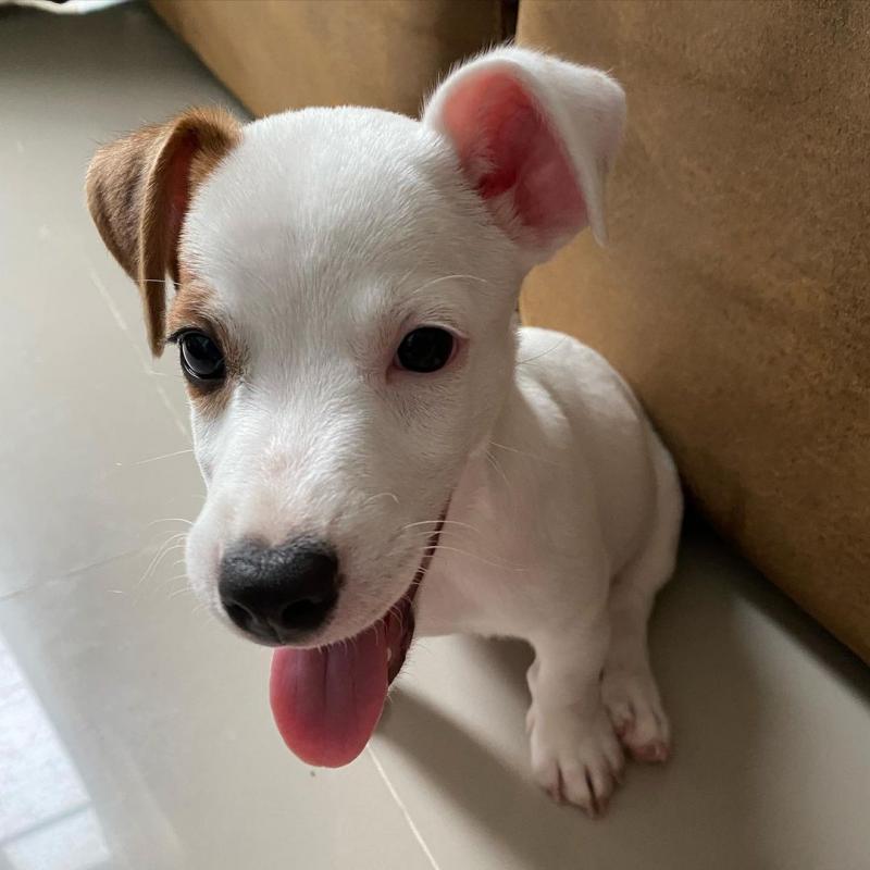 Jack Russell puppies available in good health condition for new homes EMAIL: fordellis2@gmail.com Image eClassifieds4u