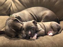 Blue Nose American Pit Bull Terrier Pups available EMAIL: ricecarrut@gmail.com Image eClassifieds4u 2