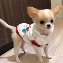 Chihuahua Puppies Available for adoption delivery available EMAIL: fordellis2@gmail.com Image eClassifieds4u 3