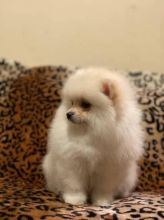 Pomeranian puppies available in good health condition for new homes EMAIL: ricecarrut@gmail.com Image eClassifieds4u 4