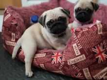 Pug puppies available in good health condition for new homes EMAIL: ricecarrut@gmail.com Image eClassifieds4u 1