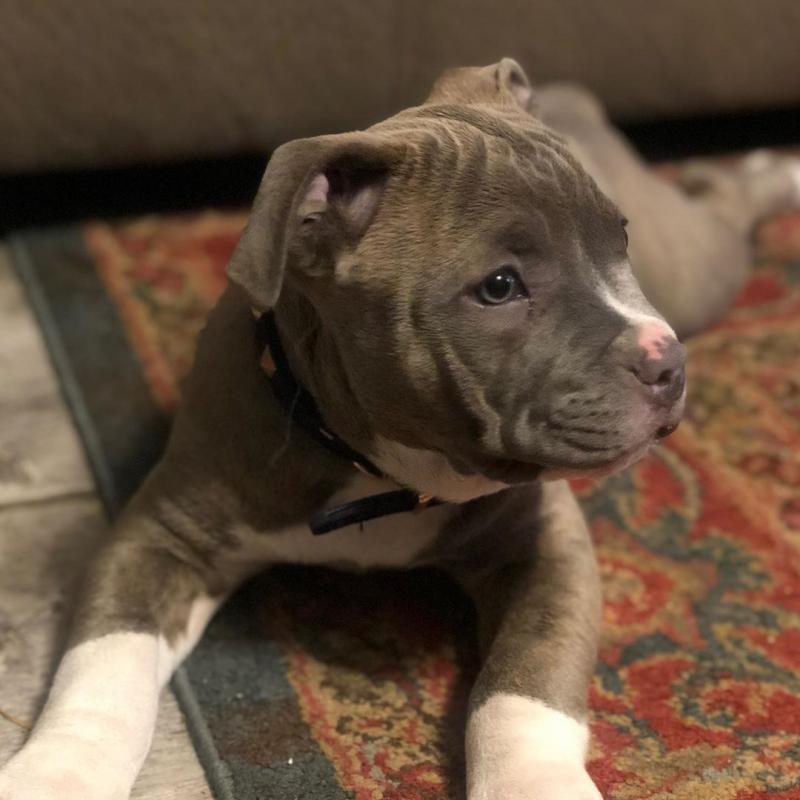 Blue Nose American Pit Bull Terrier Pups available EMAIL: ricecarrut@gmail.com Image eClassifieds4u