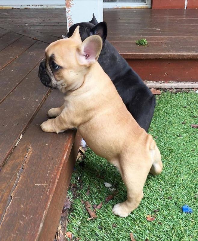 English bull dog puppies for good re homing to interested homes. Image eClassifieds4u