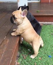 English bull dog puppies for good re homing to interested homes. Image eClassifieds4u 2