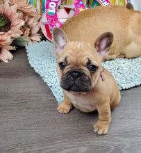 English bull dog puppies for good re homing to interested homes. EMAIL: fordellis2@gmail.com Image eClassifieds4u 2