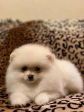 Pomeranian male and female puppies for adoption EMAIL: fordellis2@gmail.com Image eClassifieds4U