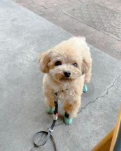 Toy poodle puppies available in good health condition for new homes EMAIL: ricecarrut@gmail.com Image eClassifieds4u 3