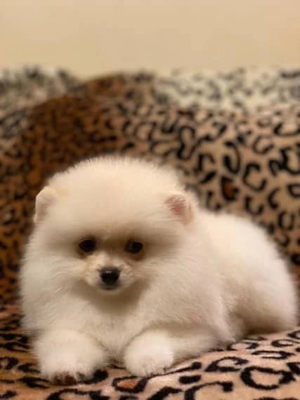Pomeranian male and female puppies for adoption EMAIL: fordellis2@gmail.com Image eClassifieds4u