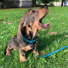 Dachshund puppies available in good health condition for new homes EMAIL: ricecarrut@gmail.com