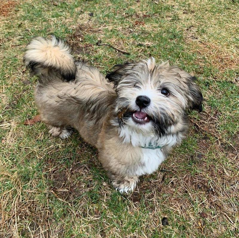Havanese puppies available in good health condition for new homes EMAIL: fordellis2@gmail.com Image eClassifieds4u