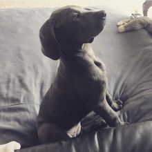 Great dane puppies for adoption (fordellis2@gmail.com) Image eClassifieds4u 2