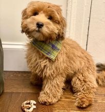 Cavapoo puppies available in good health condition for new homes (fordellis2@gmail.com)