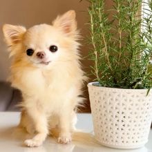 Chihuahua Puppy Ready For A New Home EMAIL: fordellis2@gmail.com Image eClassifieds4u 3