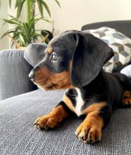 Dachshund puppies available EMAIL: ricecarrut@gmail.com Image eClassifieds4u 3