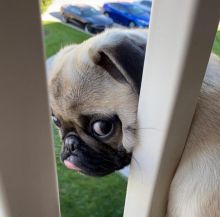 Pug Puppies Ready Now For Adoption EMAIL: fordellis2@gmail.com Image eClassifieds4u 2