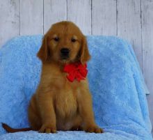 Adorable golden retriever puppies now available