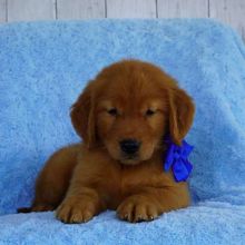 12 weeks old puppies( Golden Retrievers) for new homes Image eClassifieds4u 1