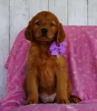 Attention Golden Retriever Lovers; New pups for your consideration Image eClassifieds4u 3
