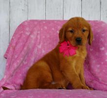 New Litter of golden retriever puppies Image eClassifieds4u 2
