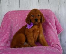 12 weeks old puppies( Golden Retrievers) for new homes